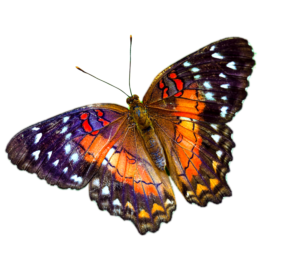 invertebrate butterfly